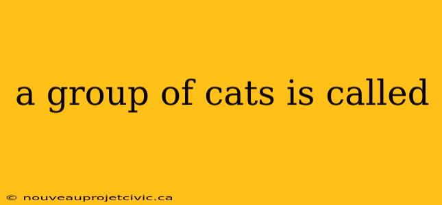 a group of cats is called