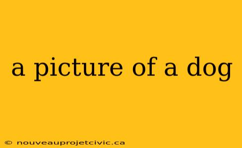 a picture of a dog