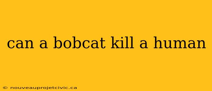 can a bobcat kill a human