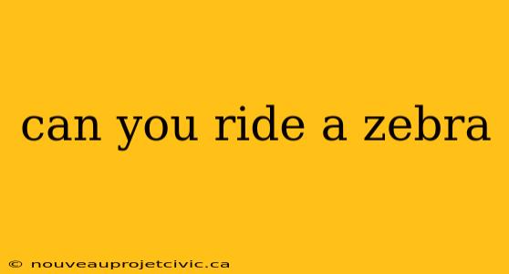 can you ride a zebra