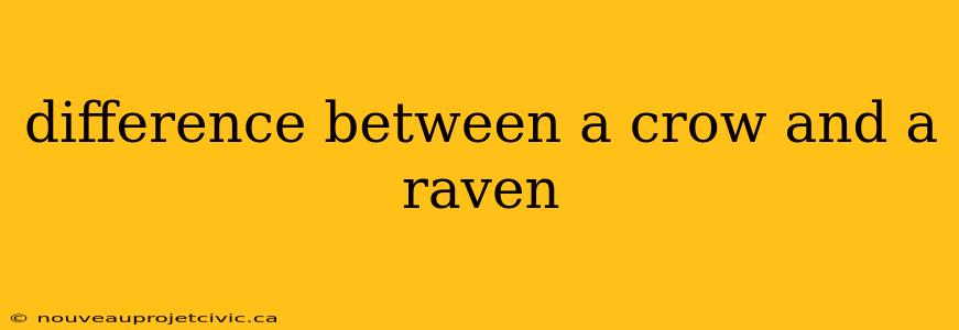 difference between a crow and a raven