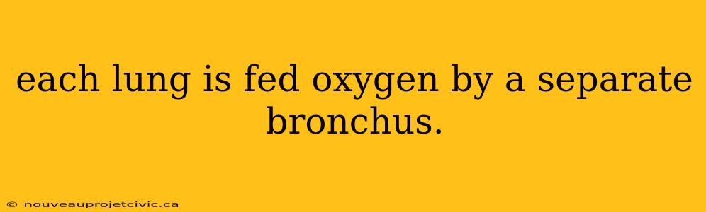 each lung is fed oxygen by a separate bronchus.