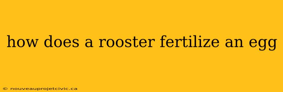 how does a rooster fertilize an egg