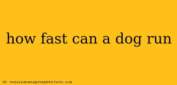 how fast can a dog run