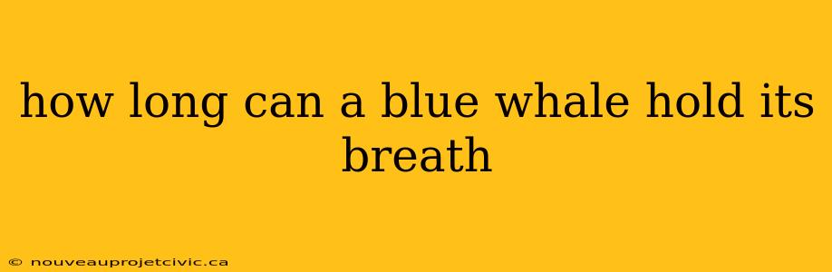 how long can a blue whale hold its breath