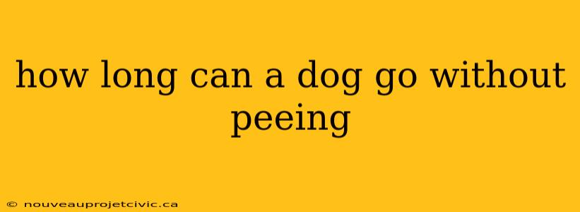 how long can a dog go without peeing