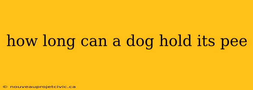 how long can a dog hold its pee