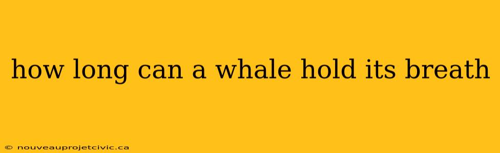 how long can a whale hold its breath