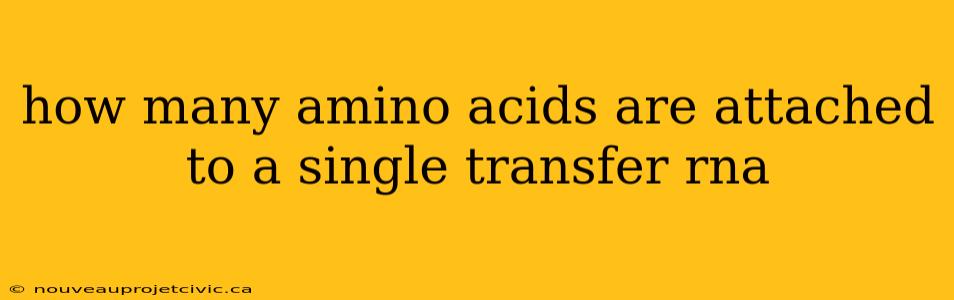 how many amino acids are attached to a single transfer rna