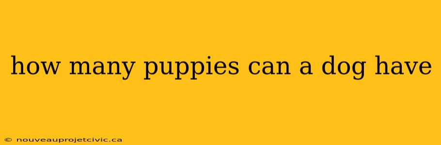 how many puppies can a dog have