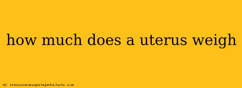 how much does a uterus weigh