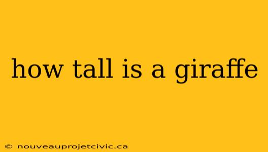 how tall is a giraffe