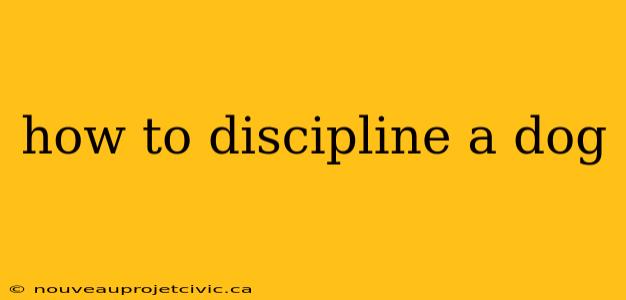 how to discipline a dog