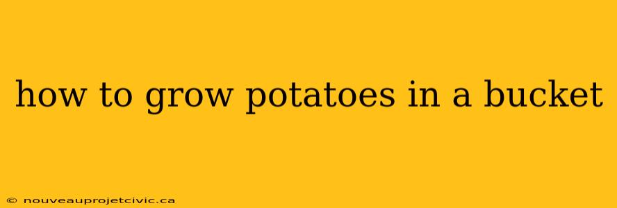 how to grow potatoes in a bucket