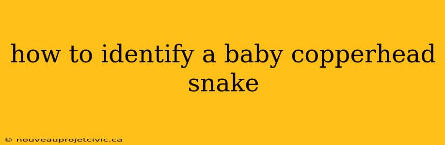 how to identify a baby copperhead snake