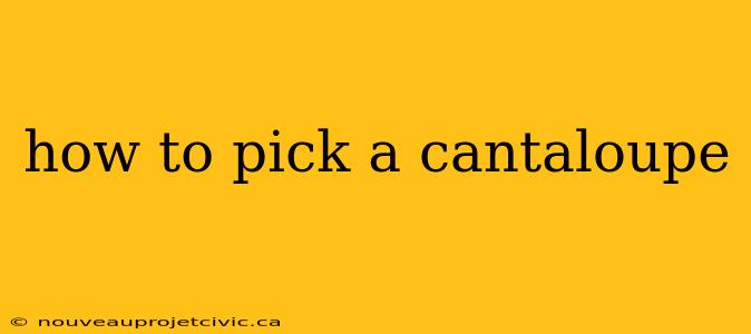 how to pick a cantaloupe