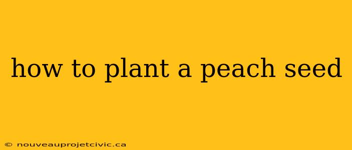 how to plant a peach seed