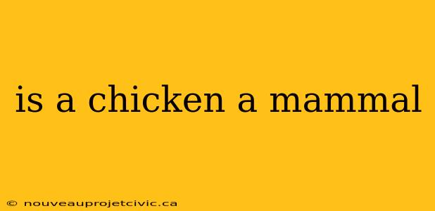 is a chicken a mammal