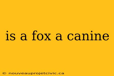 is a fox a canine