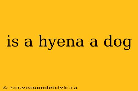 is a hyena a dog