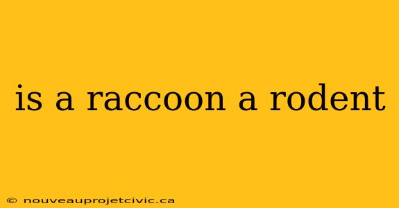 is a raccoon a rodent