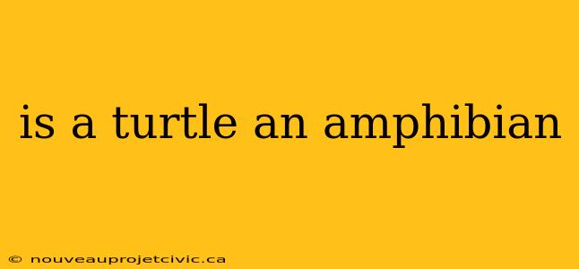 is a turtle an amphibian