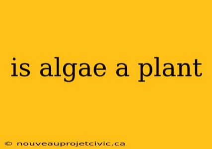 is algae a plant