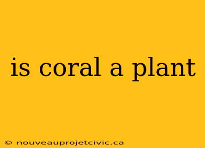 is coral a plant