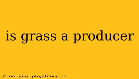 is grass a producer