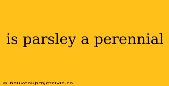 is parsley a perennial