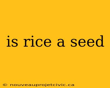 is rice a seed