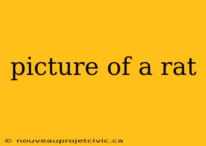 picture of a rat