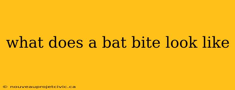 what does a bat bite look like