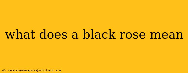 what does a black rose mean