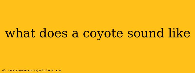 what does a coyote sound like