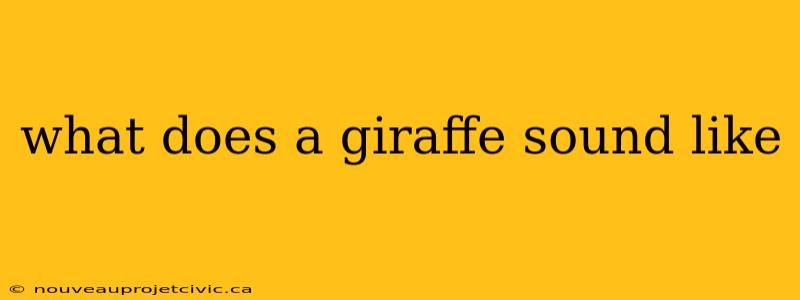 what does a giraffe sound like