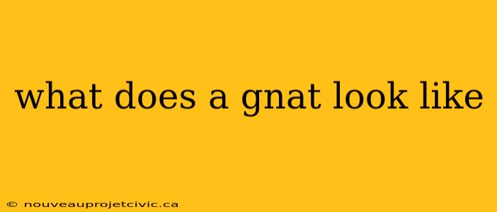 what does a gnat look like