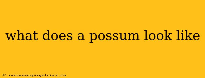 what does a possum look like