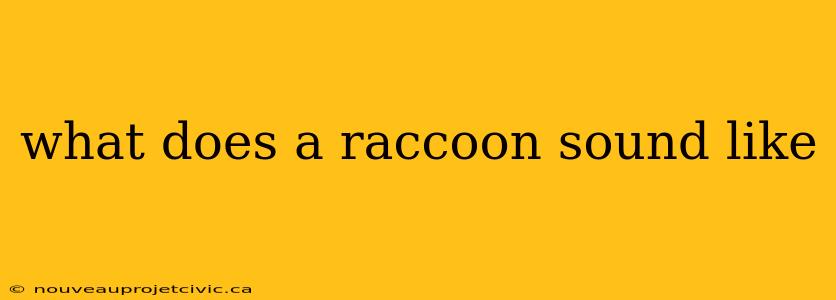 what does a raccoon sound like