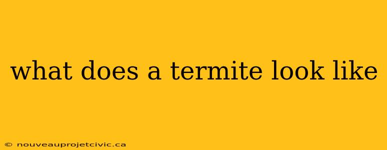 what does a termite look like