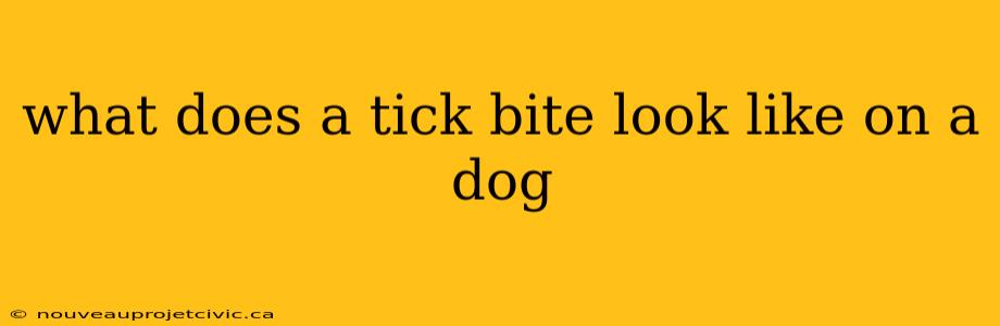 what does a tick bite look like on a dog