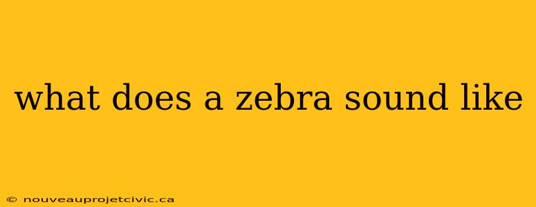 what does a zebra sound like