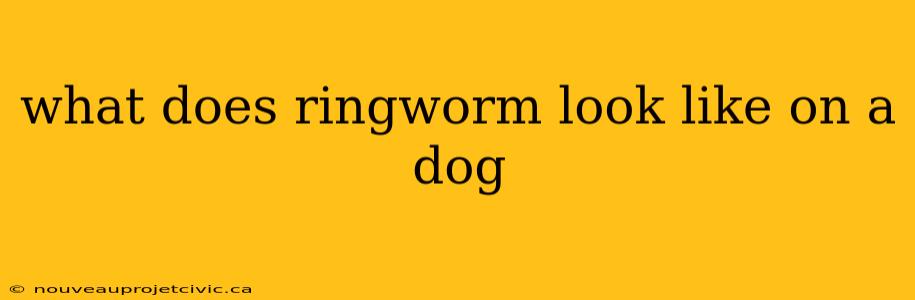 what does ringworm look like on a dog