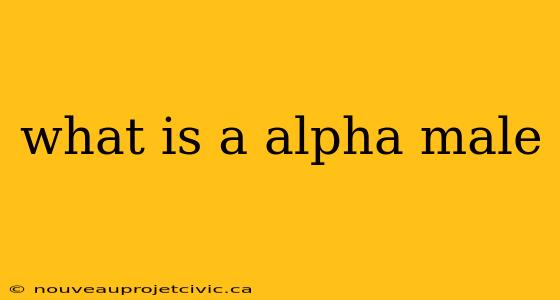 what is a alpha male