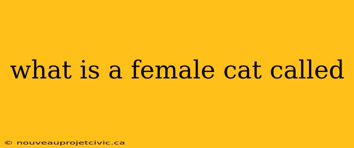 what is a female cat called