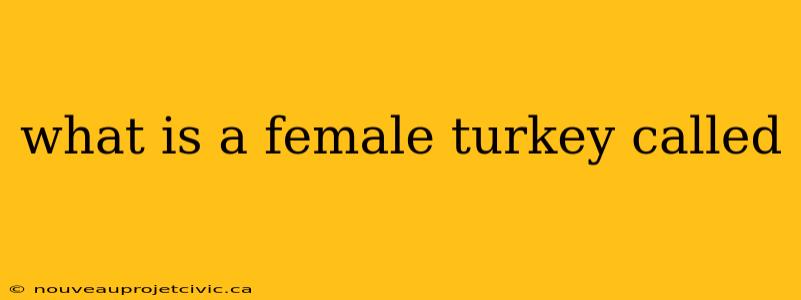 what is a female turkey called