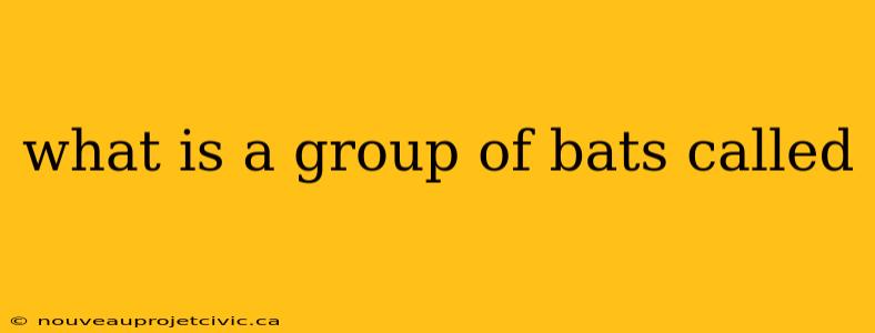 what is a group of bats called