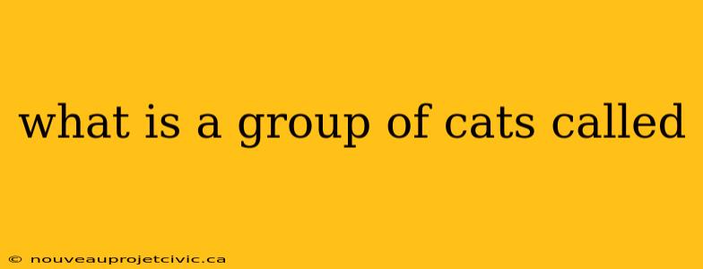 what is a group of cats called