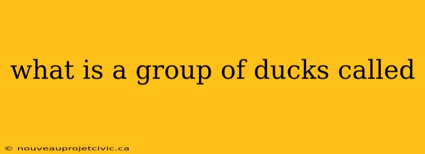 what is a group of ducks called