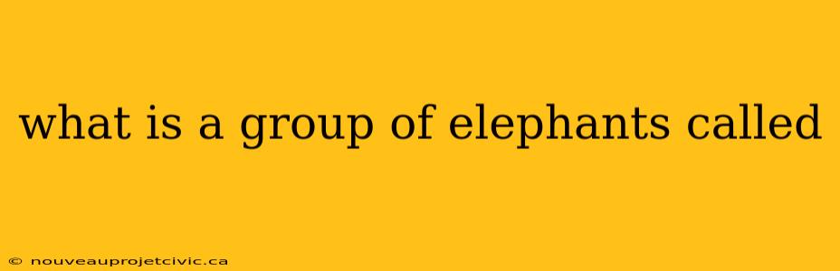 what is a group of elephants called